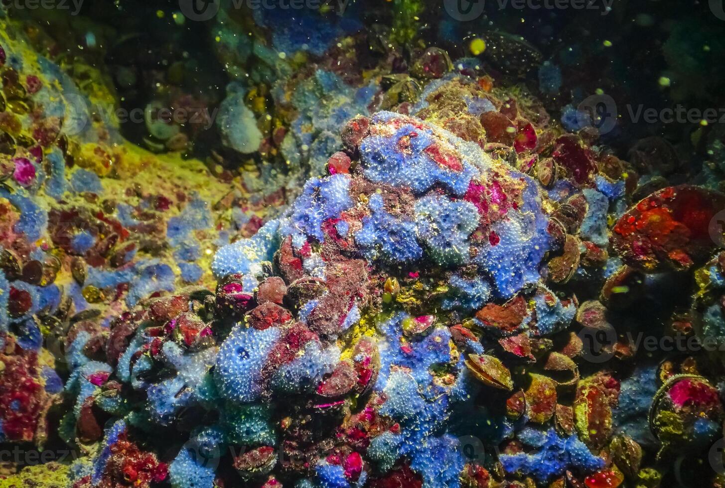 Sea sponges in underwater caves in Bulgaria, Fauna of the Black Sea photo