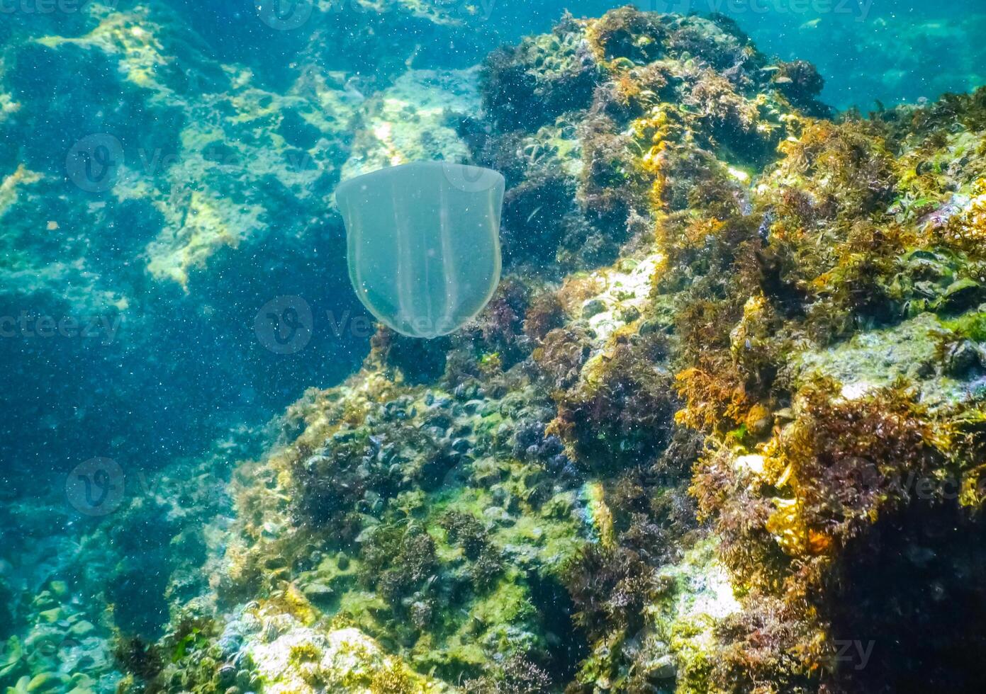 predatory comb jellyfish invader to the Black Sea, jellyfish Beroe ovate photo