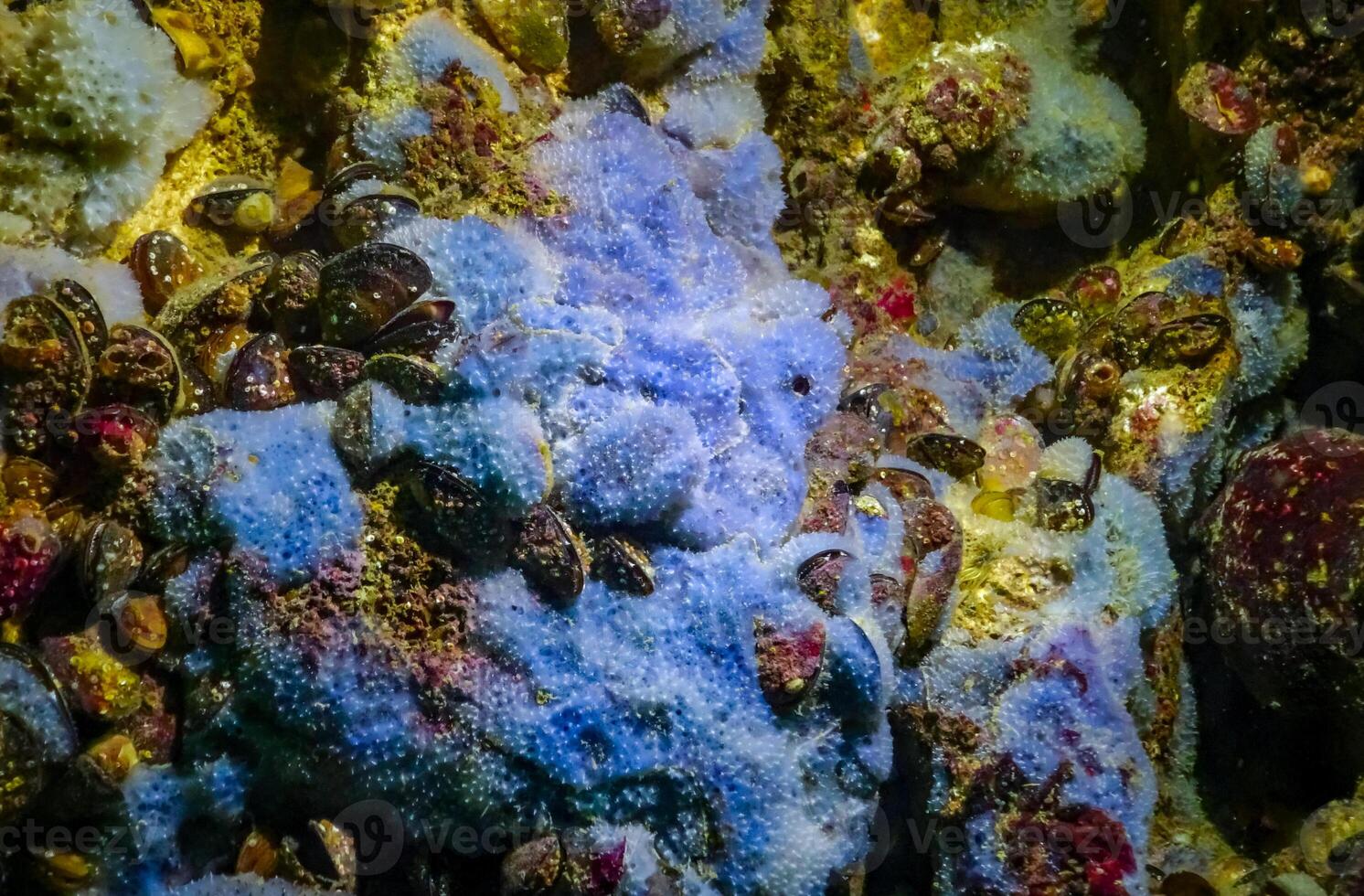 Sea sponges in underwater caves in Bulgaria, Fauna of the Black Sea photo