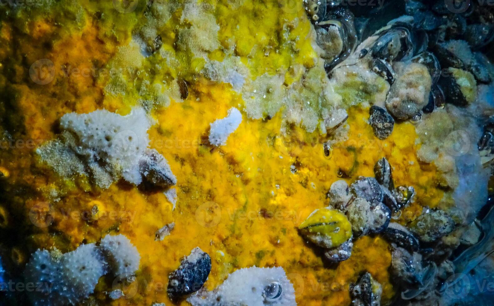 Sea sponges in underwater caves in Bulgaria, Fauna of the Black Sea photo