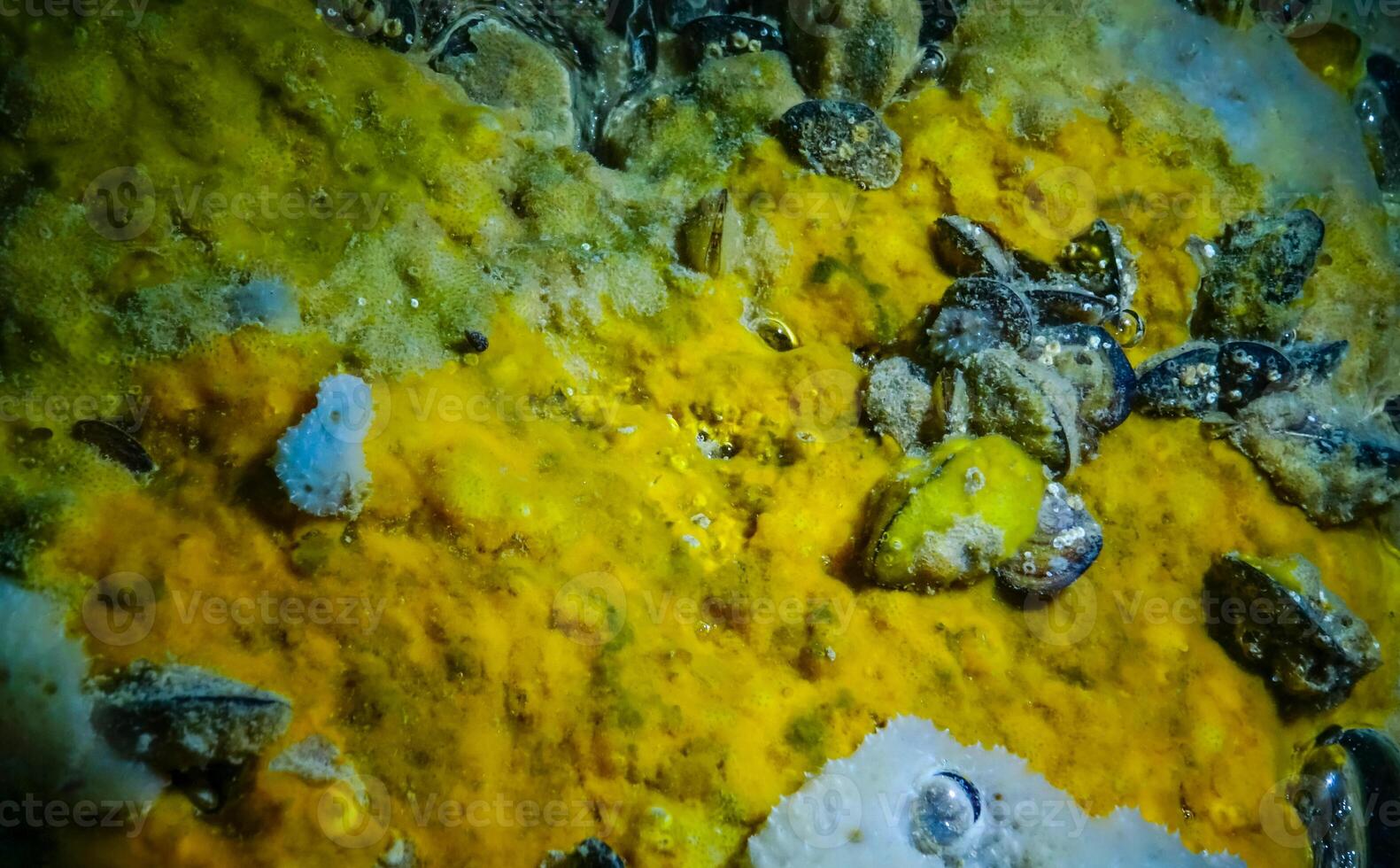 Sea sponges in underwater caves in Bulgaria, Fauna of the Black Sea photo
