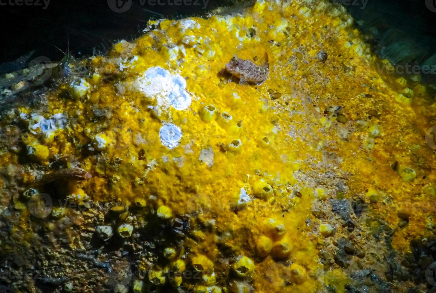 Sea sponges in underwater caves in Bulgaria, Fauna of the Black Sea photo