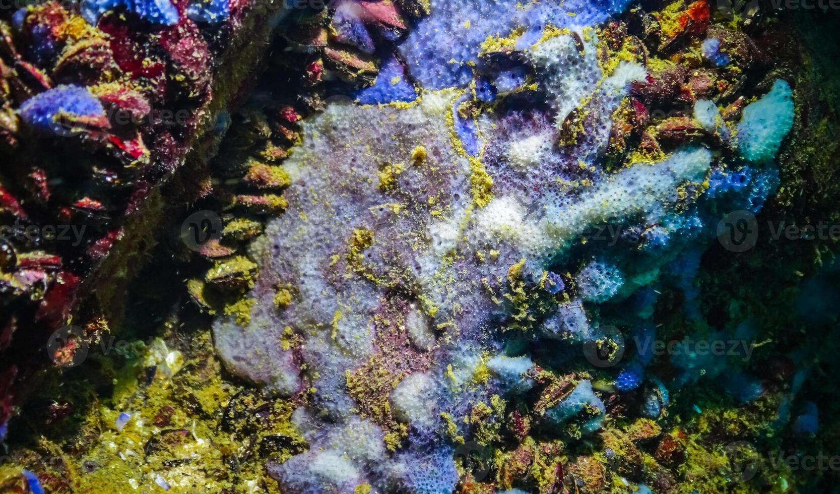 Sea sponges in underwater caves in Bulgaria, Fauna of the Black Sea photo