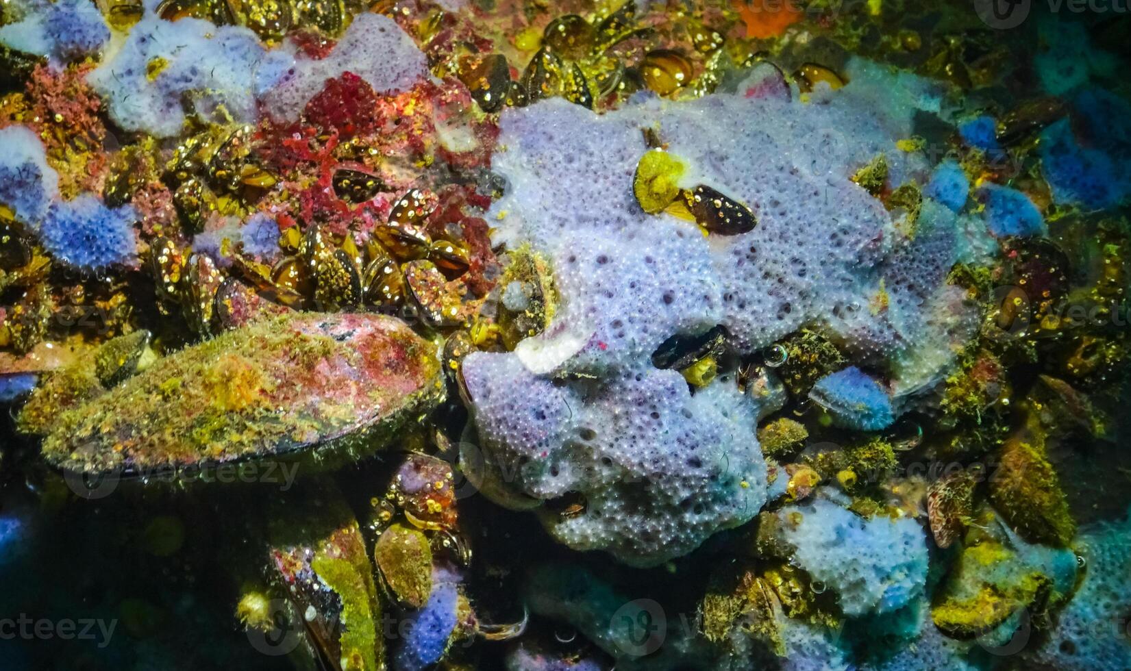Sea sponges in underwater caves in Bulgaria, Fauna of the Black Sea photo