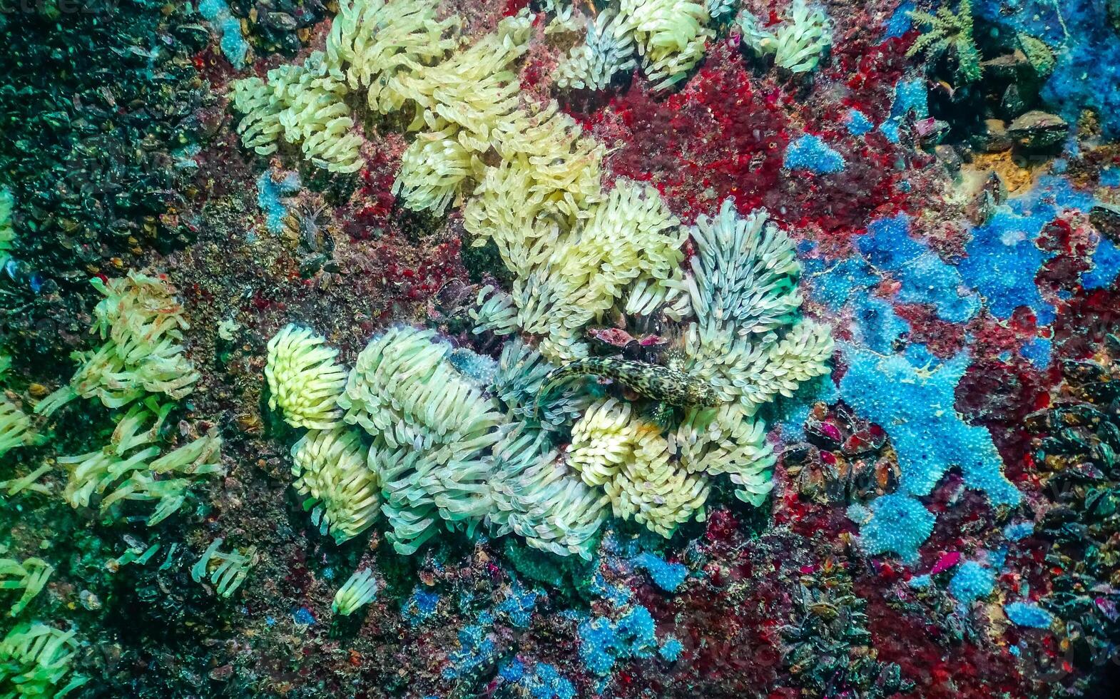 Cocoons of the predatory mollusk Rapana venosa, the invader in the Black Sea photo