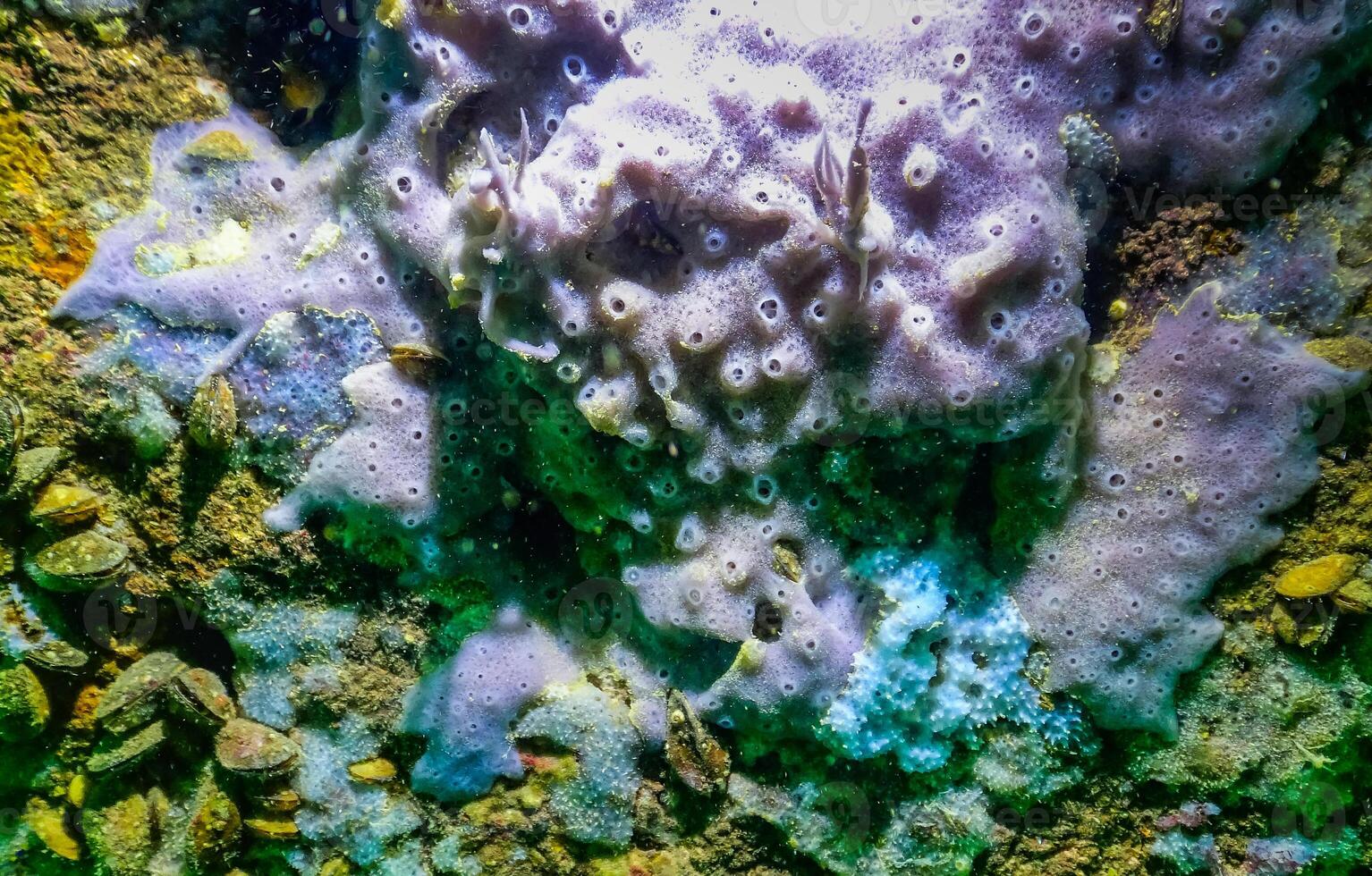 Sea sponges in underwater caves in Bulgaria, Fauna of the Black Sea photo