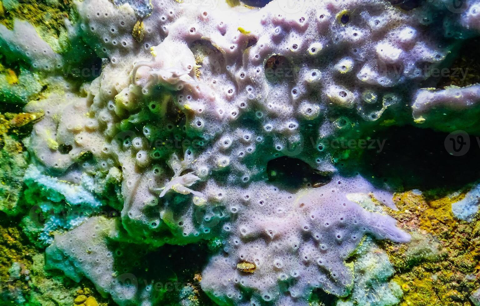 Sea sponges in underwater caves in Bulgaria, Fauna of the Black Sea photo