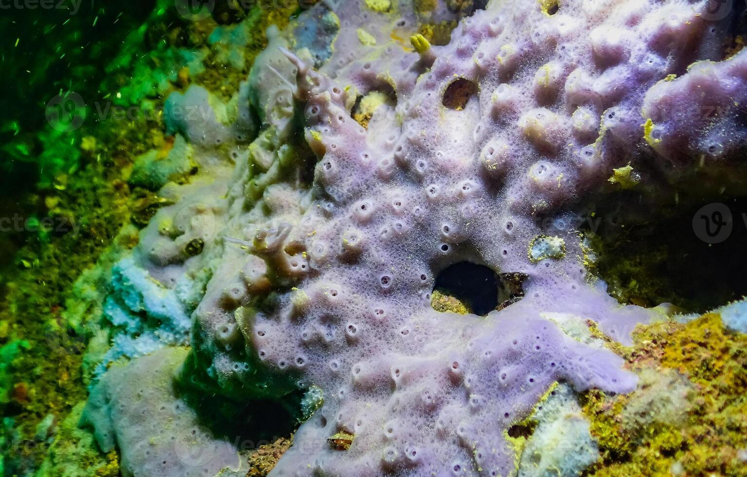 Sea sponges in underwater caves in Bulgaria, Fauna of the Black Sea photo