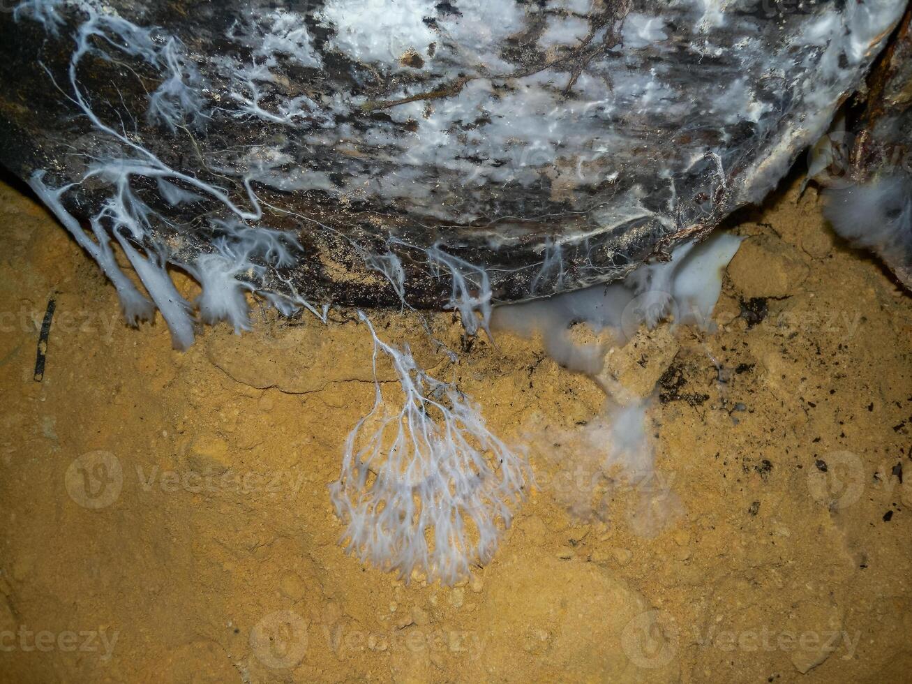 Creeping mold colonies on rotten wood and organic remains in the humid Odessa catacombs photo