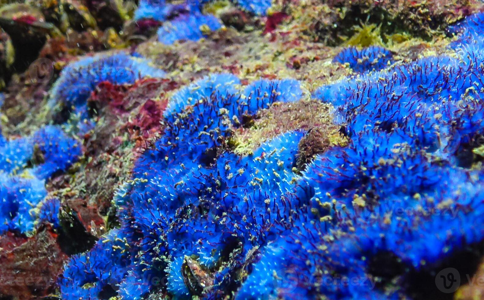 Sea sponges in underwater caves in Bulgaria, Fauna of the Black Sea photo