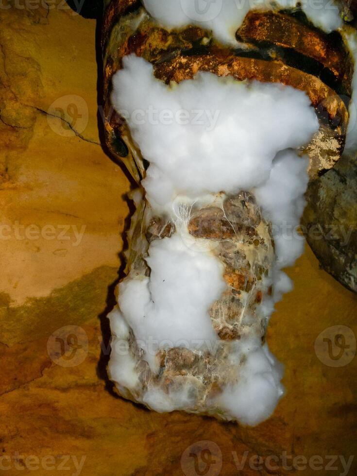 Creeping mold colonies on rotten wood and organic remains in the humid Odessa catacombs photo