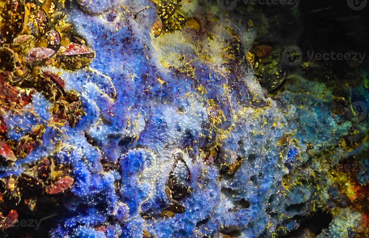 Sea sponges in underwater caves in Bulgaria, Fauna of the Black Sea photo