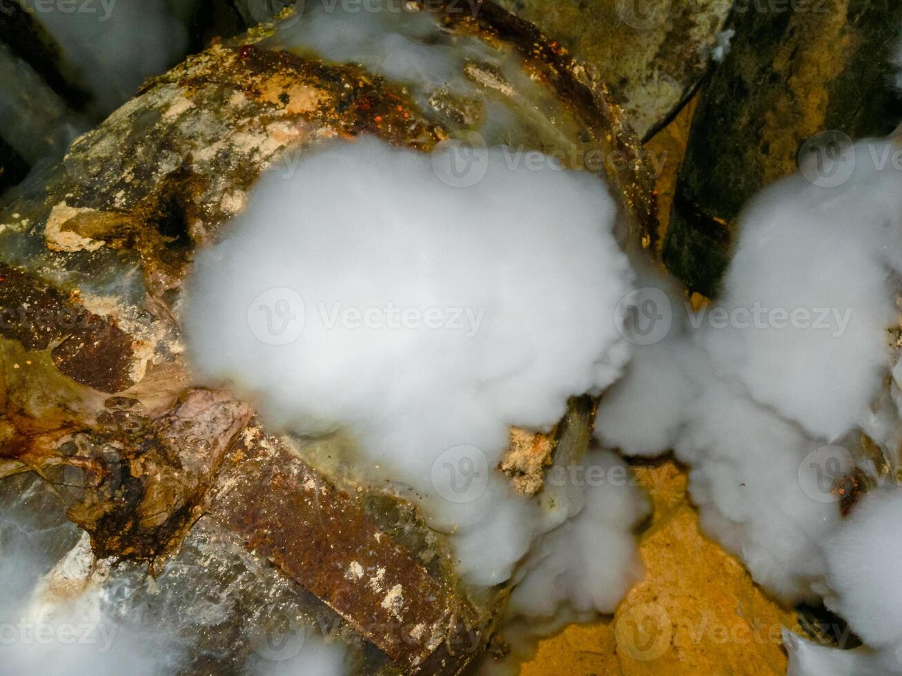 Creeping mold colonies on rotten wood and organic remains in the humid Odessa catacombs photo
