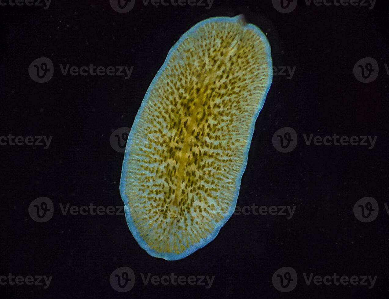 Marine flatworm - Planaria, crawling on the glass, Black Sea photo