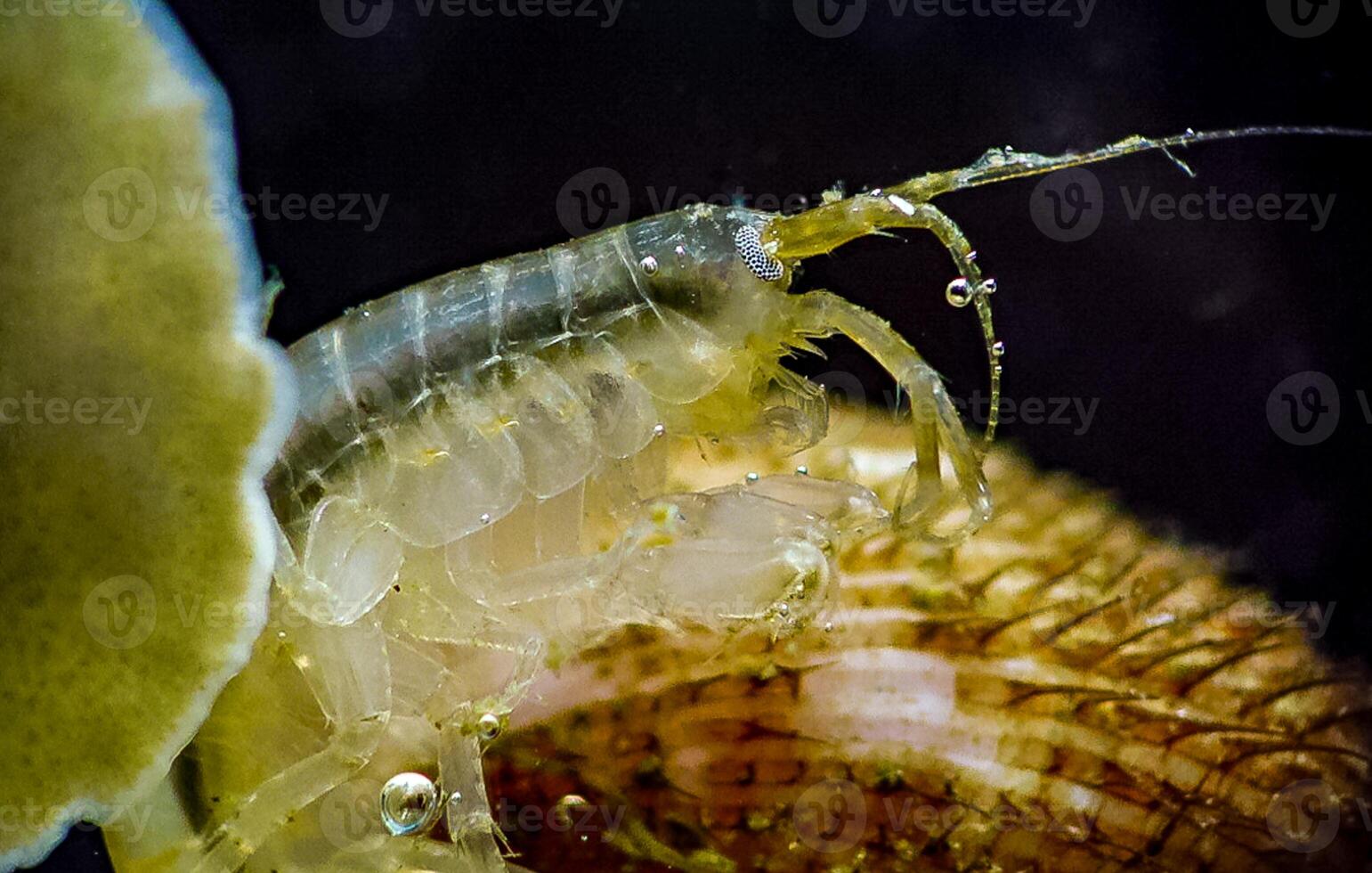 Gammarus sp., is an amphipod crustacean genus in the family Gammaridae photo