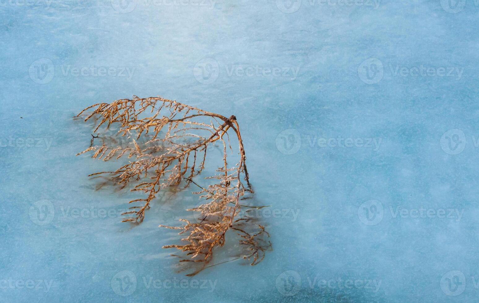 A bush frozen into the ice near the shore of the frozen Tiligul estuary, Odessa region photo