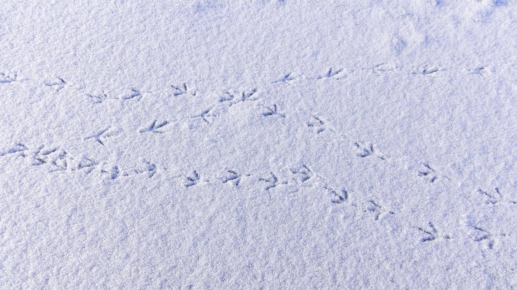 Bird tracks on smooth snow in winter, frozen lake photo