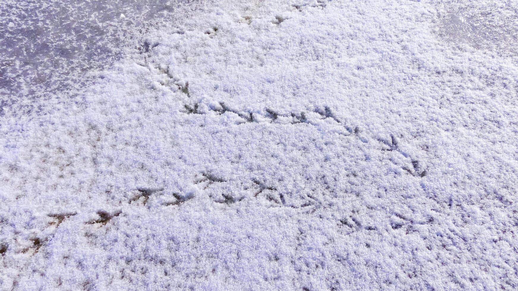 Bird tracks on smooth snow in winter, frozen lake photo