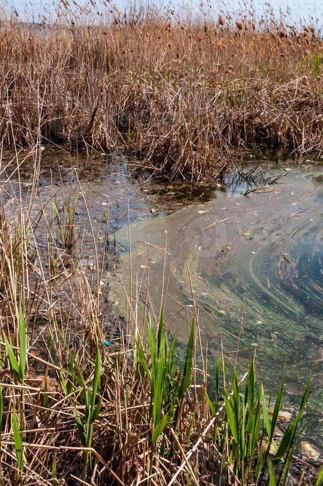 Plastic garbage on the shore in Hadzhibeysky estuary. Eutrophication of the reservoir, the problem of ecology photo
