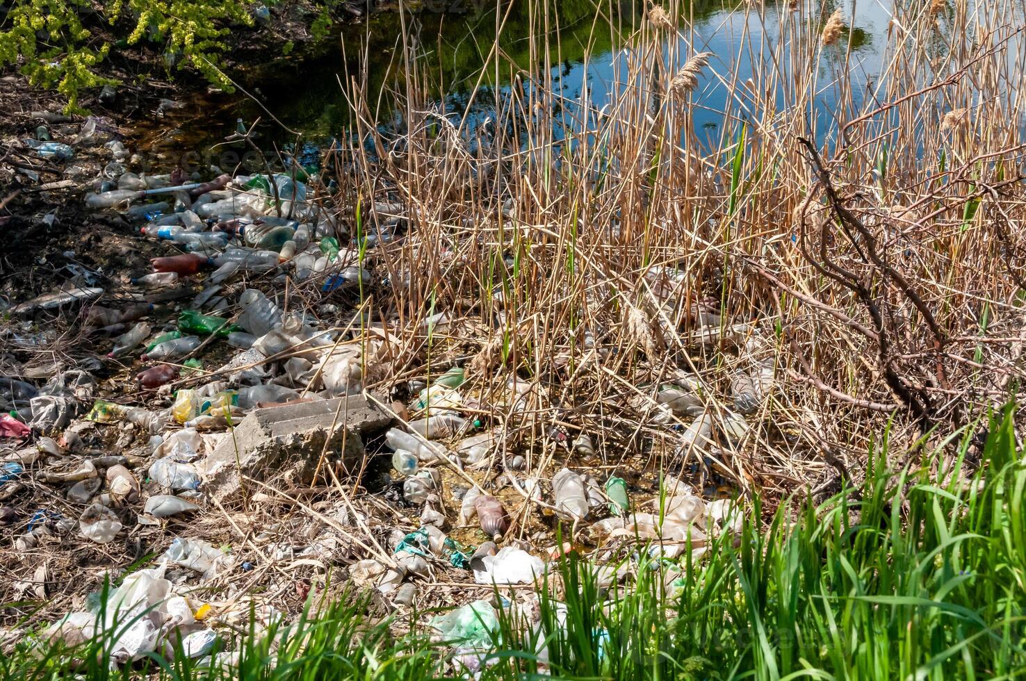 Plastic garbage on the shore in Hadzhibeysky estuary. Eutrophication of the reservoir, the problem of ecology photo