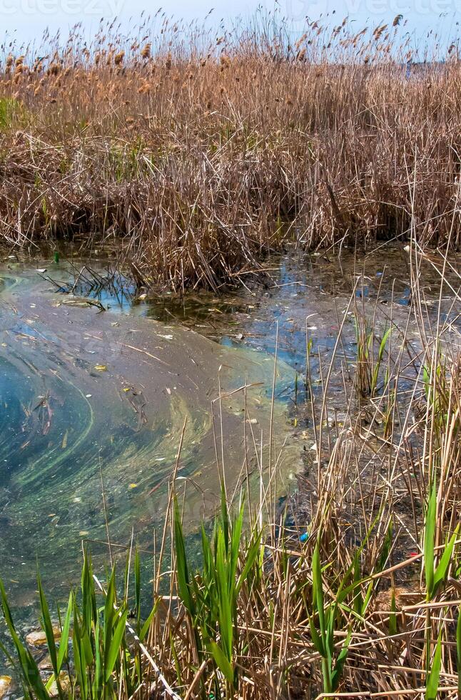 Plastic garbage on the shore in Hadzhibeysky estuary. Eutrophication of the reservoir, the problem of ecology photo