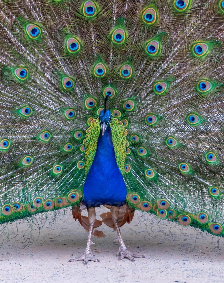 The Indian blue peafowl, Peacock Pavo cristatus, male photo