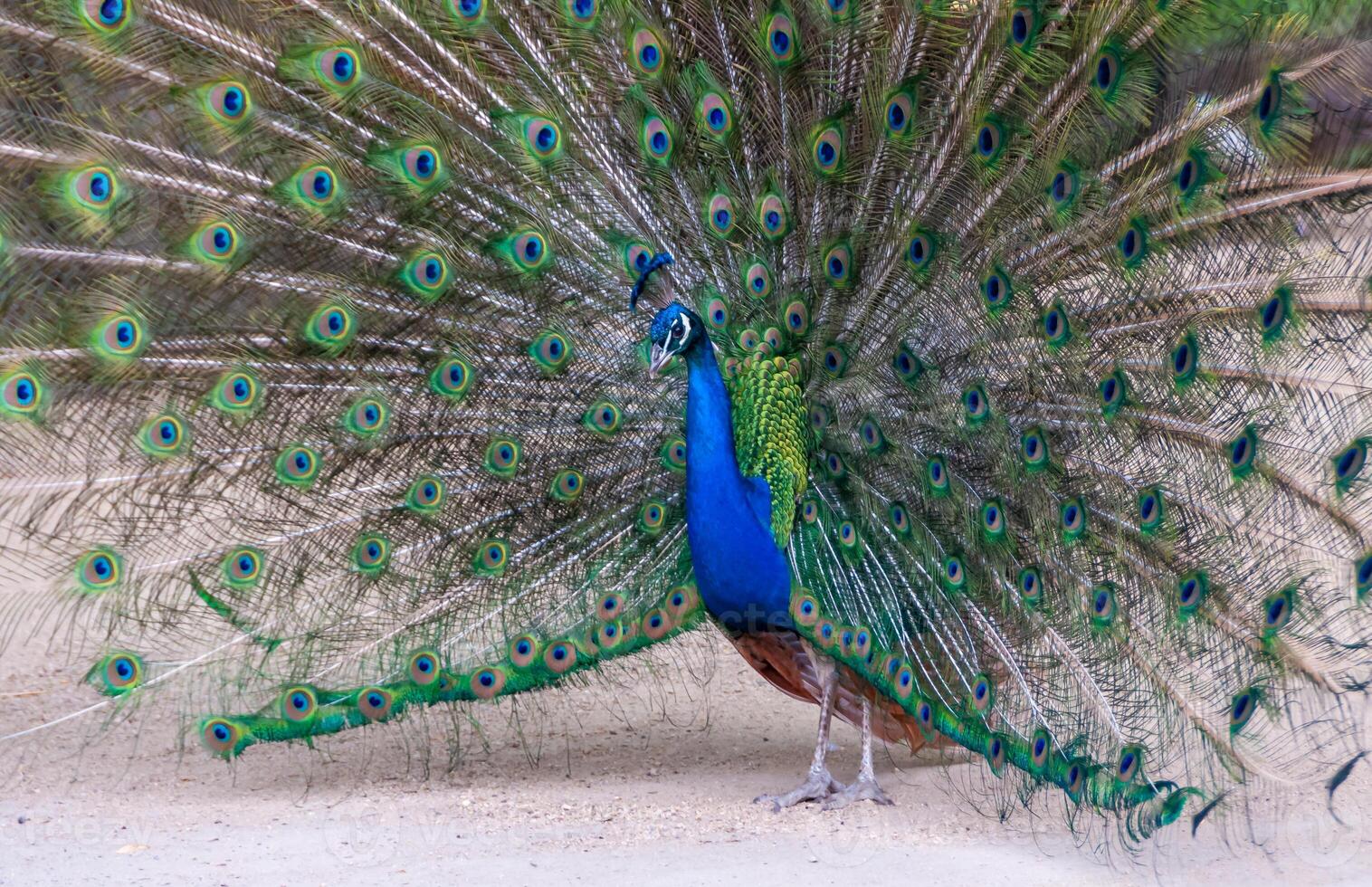 The Indian blue peafowl, Peacock Pavo cristatus, male photo
