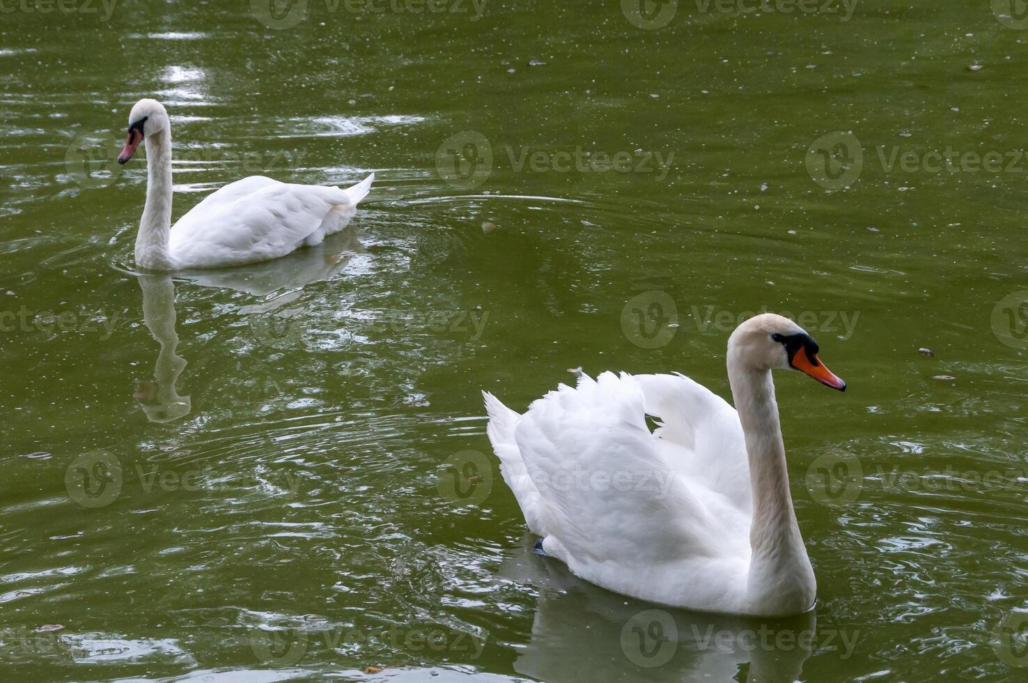 White swan swims in the lake, Askania-Nova, Ukraine photo