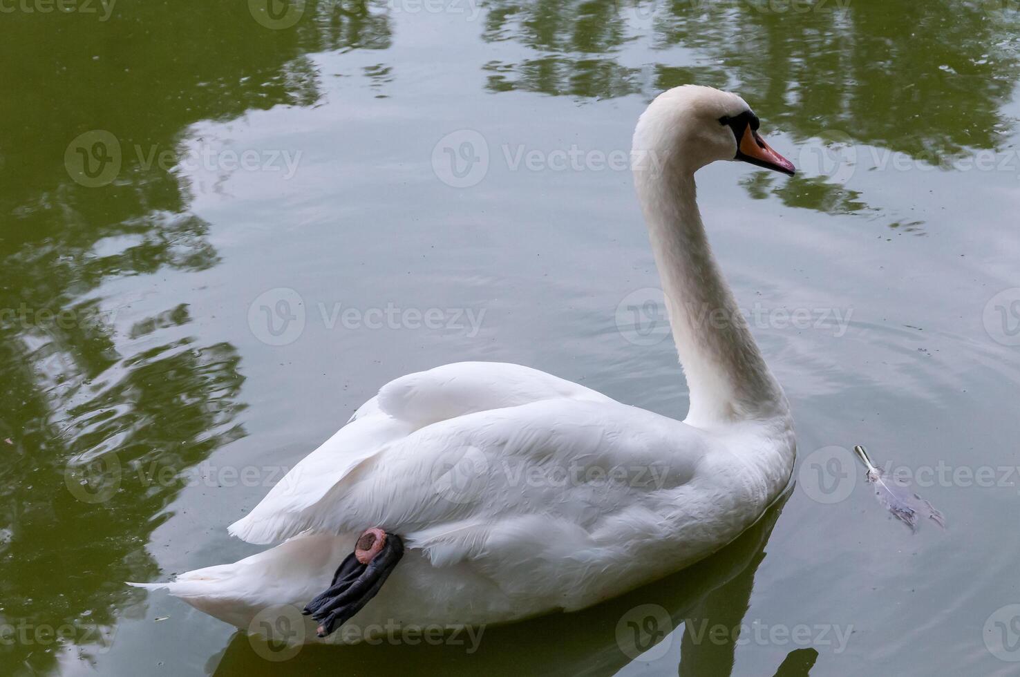 White swan swims in the lake, Askania-Nova, Ukraine photo