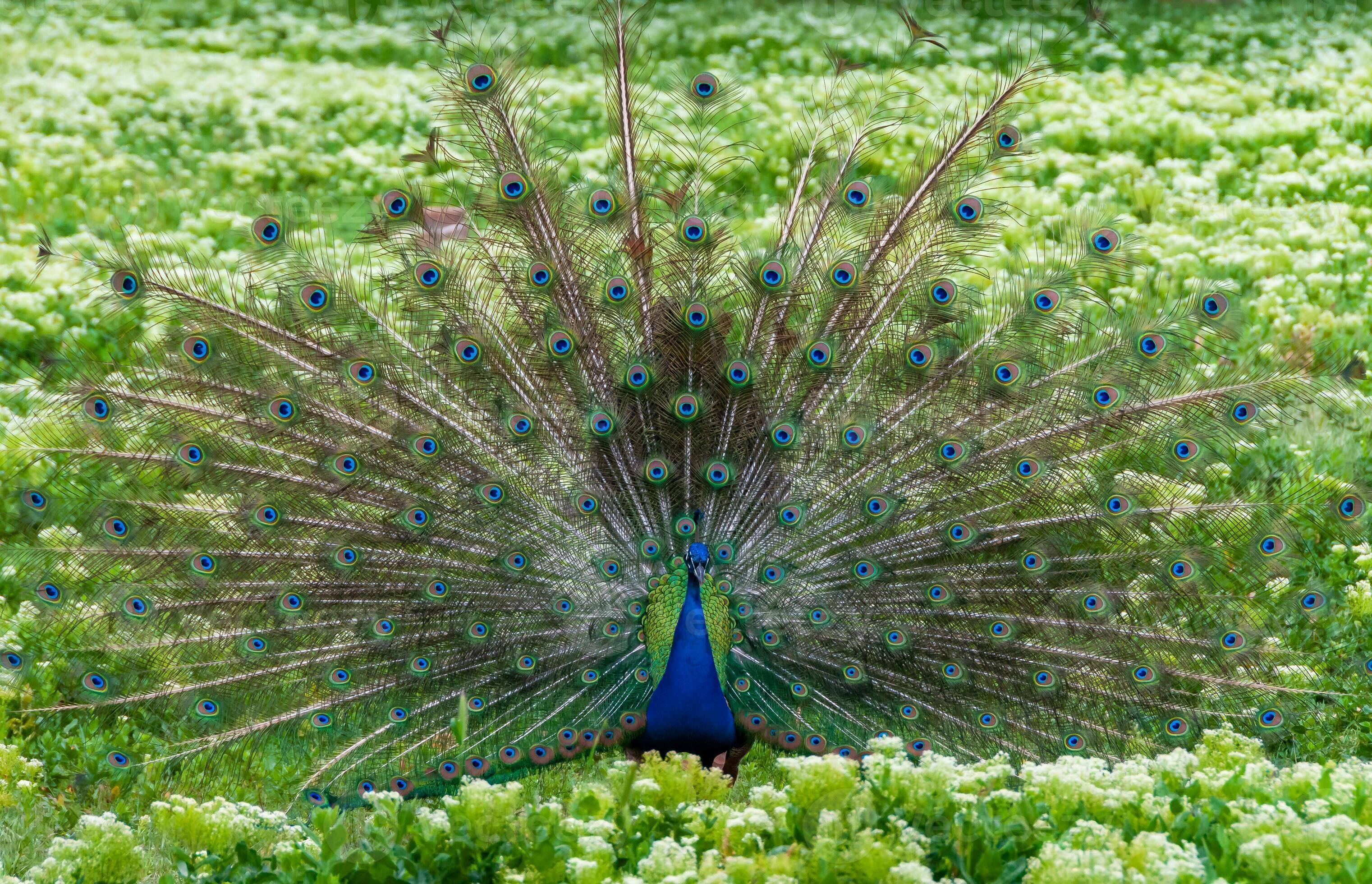 The Indian -or blue- peafowl, peacock Pavo cristatus, shows the females ...