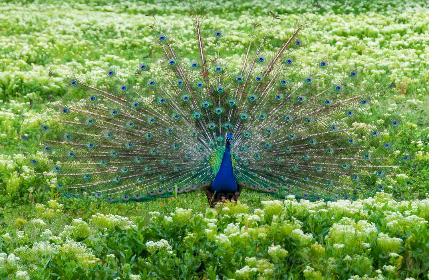 The Indian -or blue- peafowl, peacock Pavo cristatus, shows the females his open fluffy tail photo