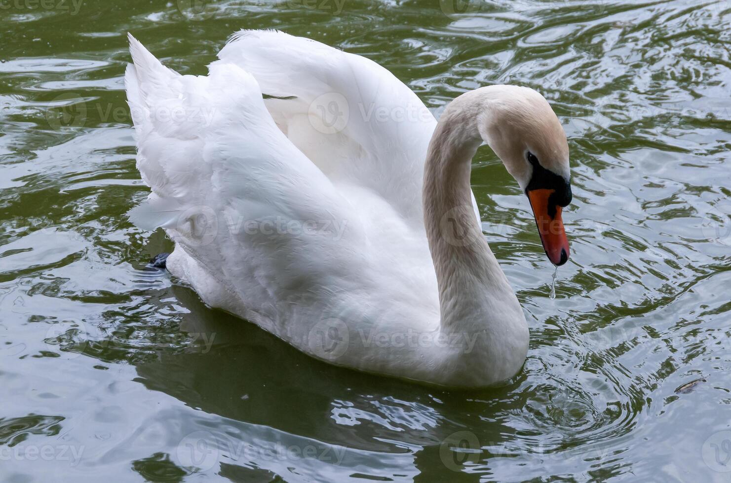 White swan swims in the lake, Askania-Nova, Ukraine photo