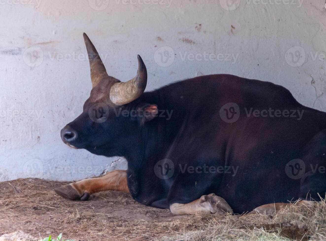 Close up portrait of Buffalo male, with big horns in the zoo photo