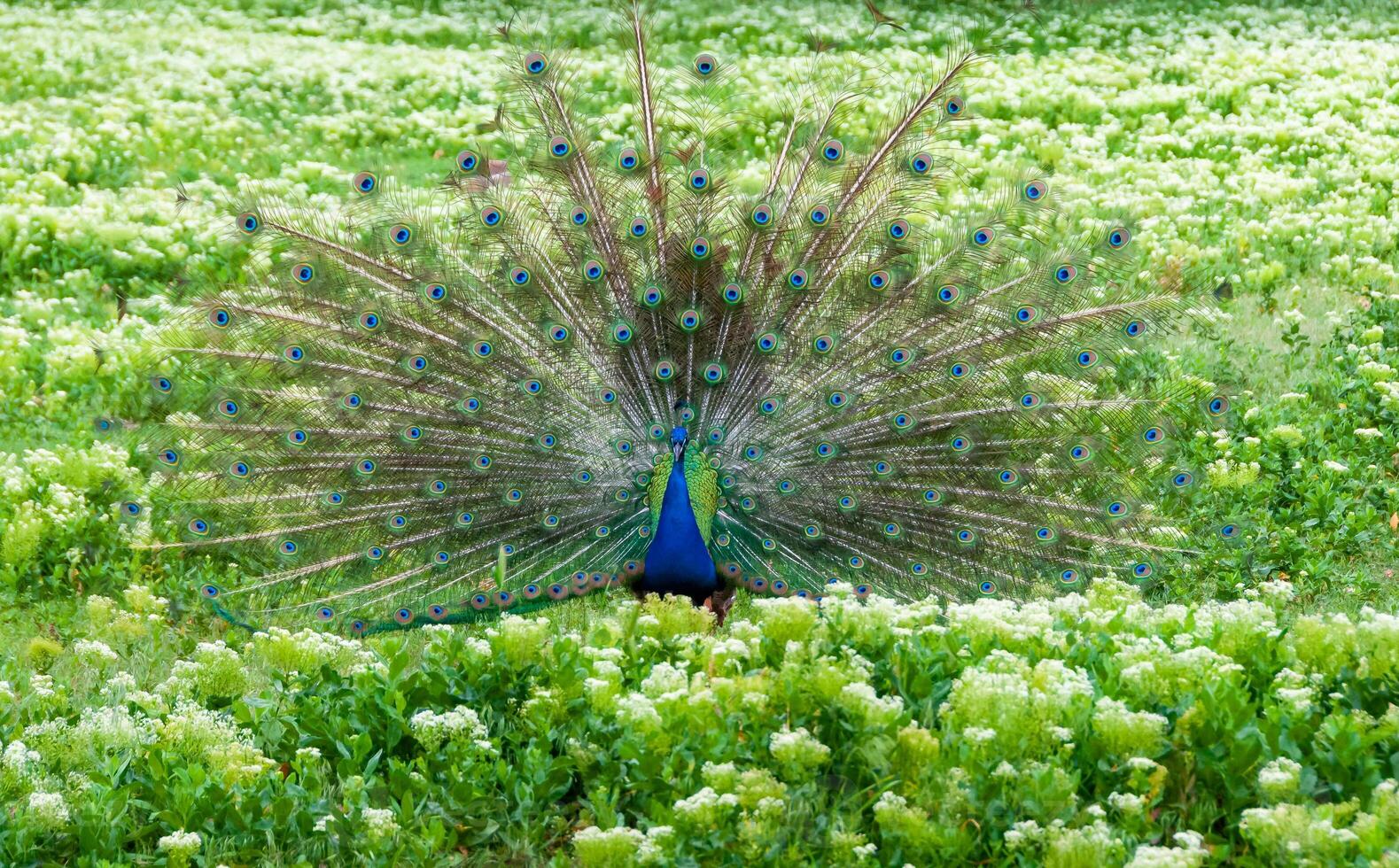 The Indian -or blue- peafowl, peacock Pavo cristatus, shows the females his open fluffy tail photo