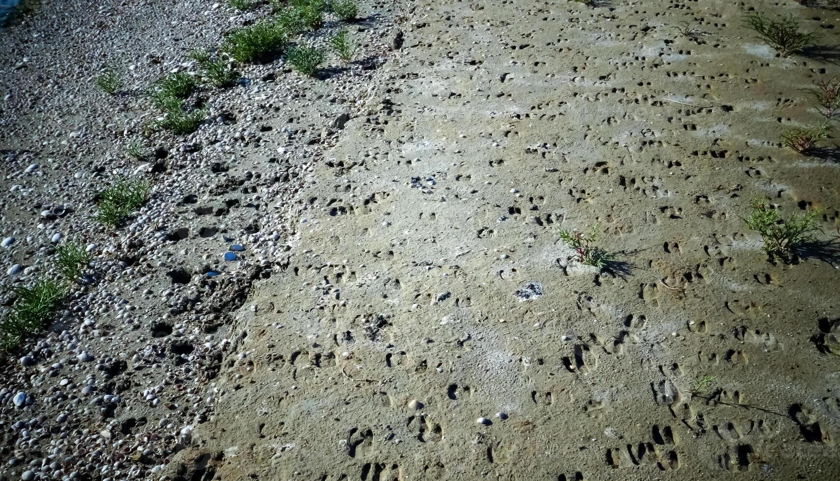 Traces of wild animals on the soft muddy bank of the Tiligul Estuary photo