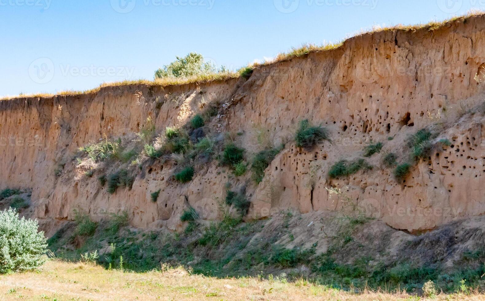 Burrows and nests of a bird colony in the clay shore of the Tiligul estuary photo