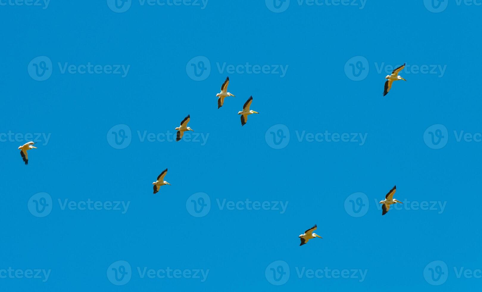 A flock of white pelicans circle high in the sky photo