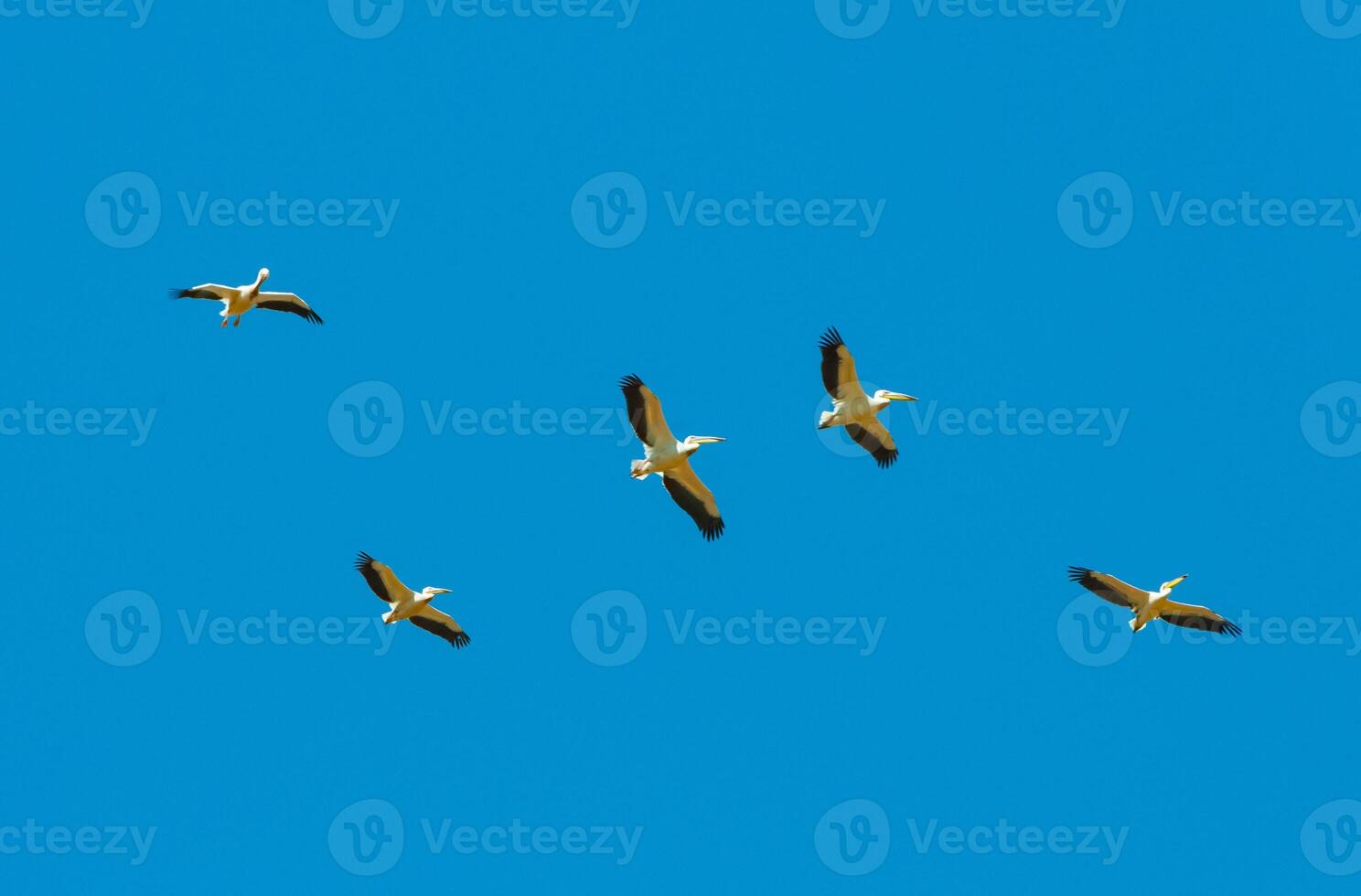 A flock of white pelicans circle high in the sky photo