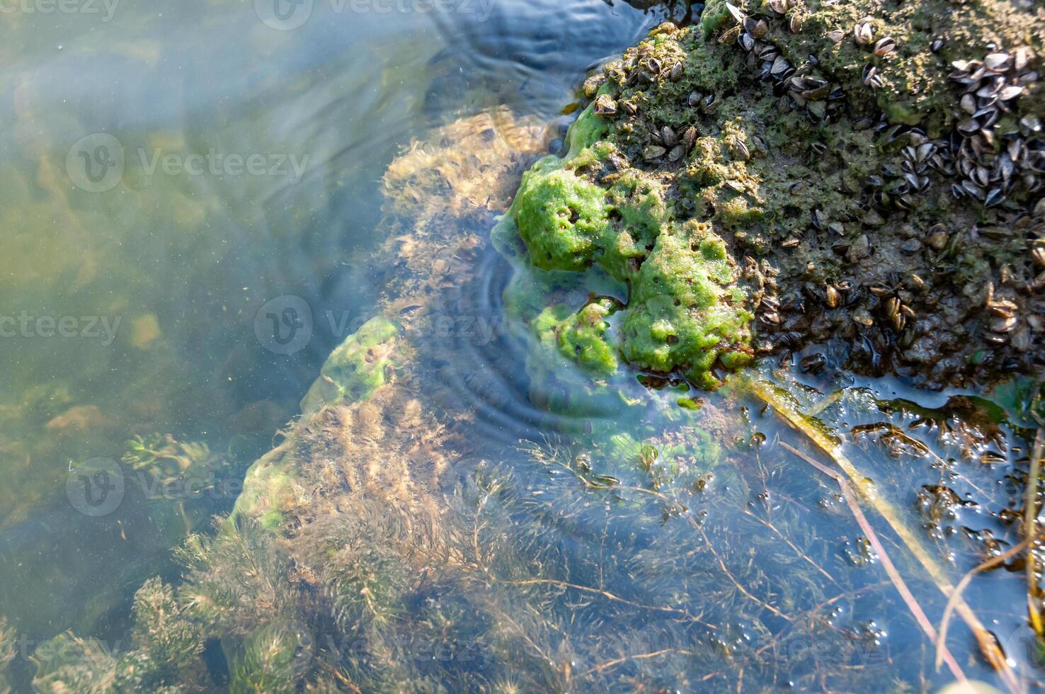 Green algae and molluscs of Dreissena polymorpha on stones in a slowly flowing river, Ukraine photo