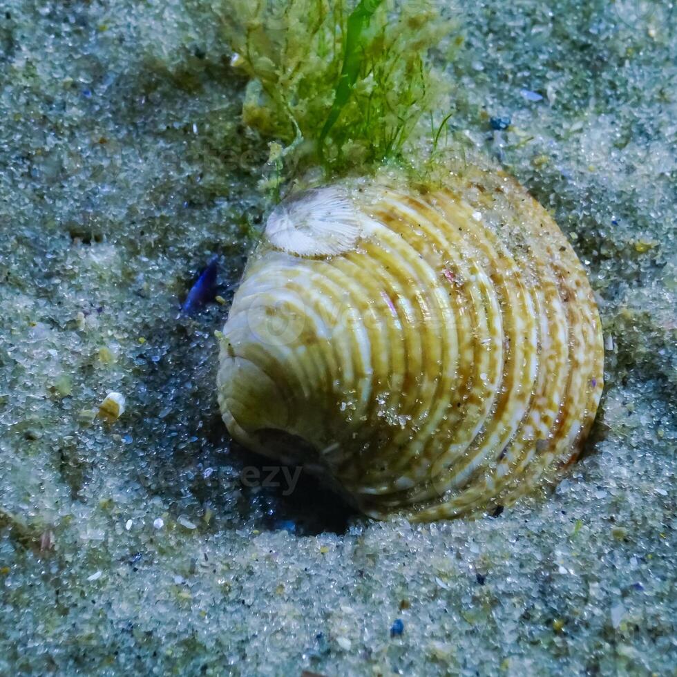 Chamelea gallina, bivalve mollusk burrowing into the sand in the Black Sea photo