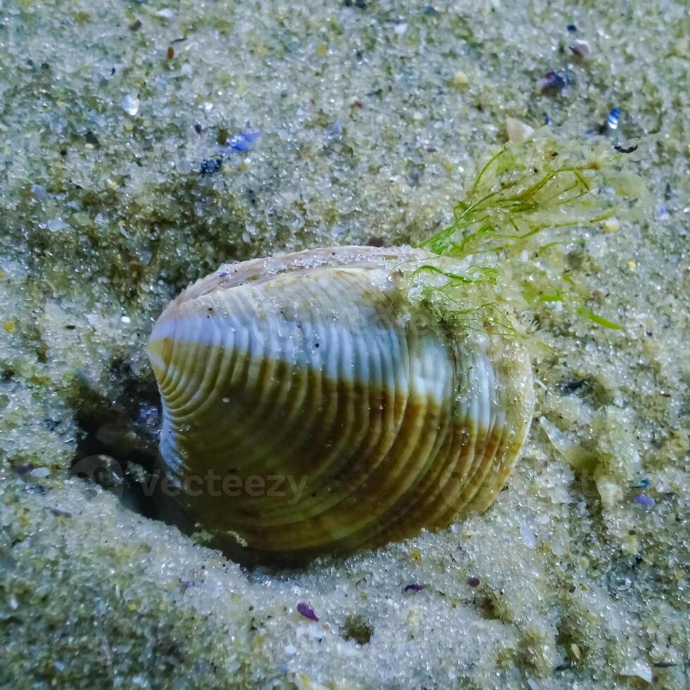 Chamelea gallina, bivalve mollusk burrowing into the sand in the Black Sea photo