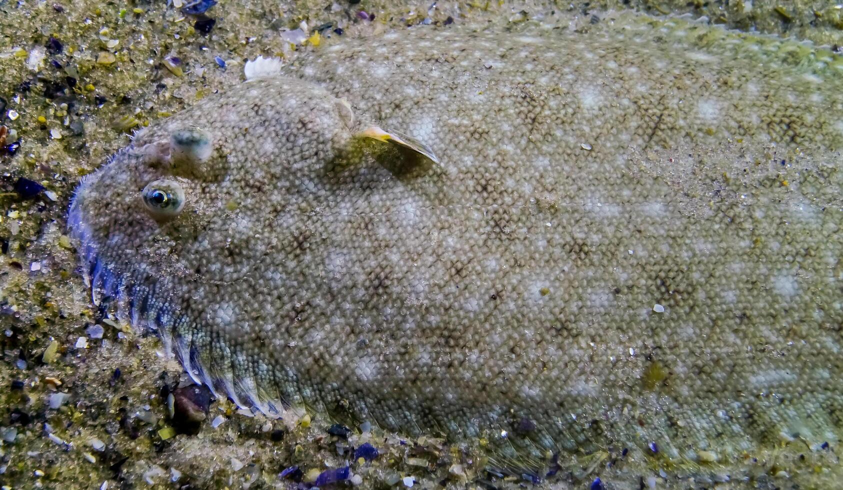 Sand sole Pegusa lascaris lies on the sandy ground, close-up, side view. Fish of the Black Sea photo