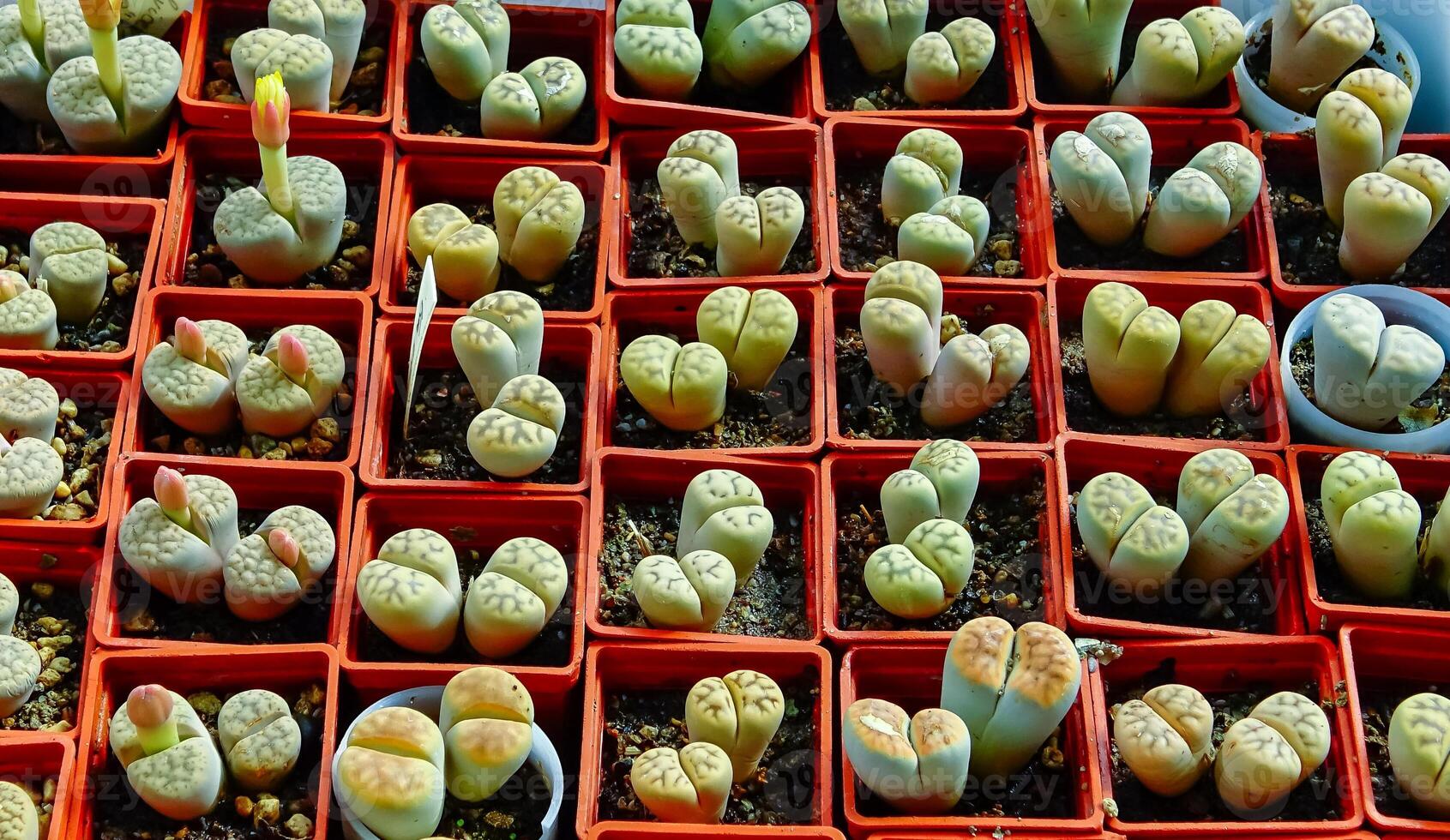 South African supersucculent plant Lithops in the collection of a botanical garden photo
