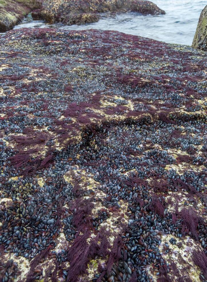 Strong water surge in the Black Sea, coastal mussels were above the water level, the death of mollusks in the air photo