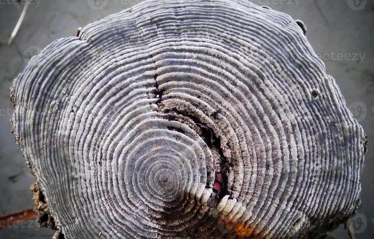 Annual rings on the remains of wooden piles preserved with common salt in the Kuyalnik estuary photo