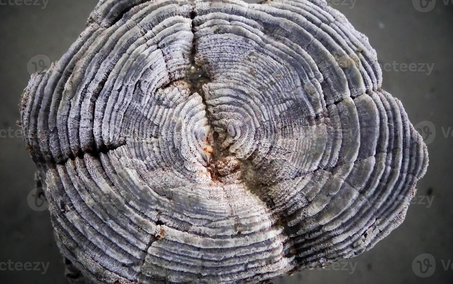 Annual rings on the remains of wooden piles preserved with common salt in the Kuyalnik estuary photo