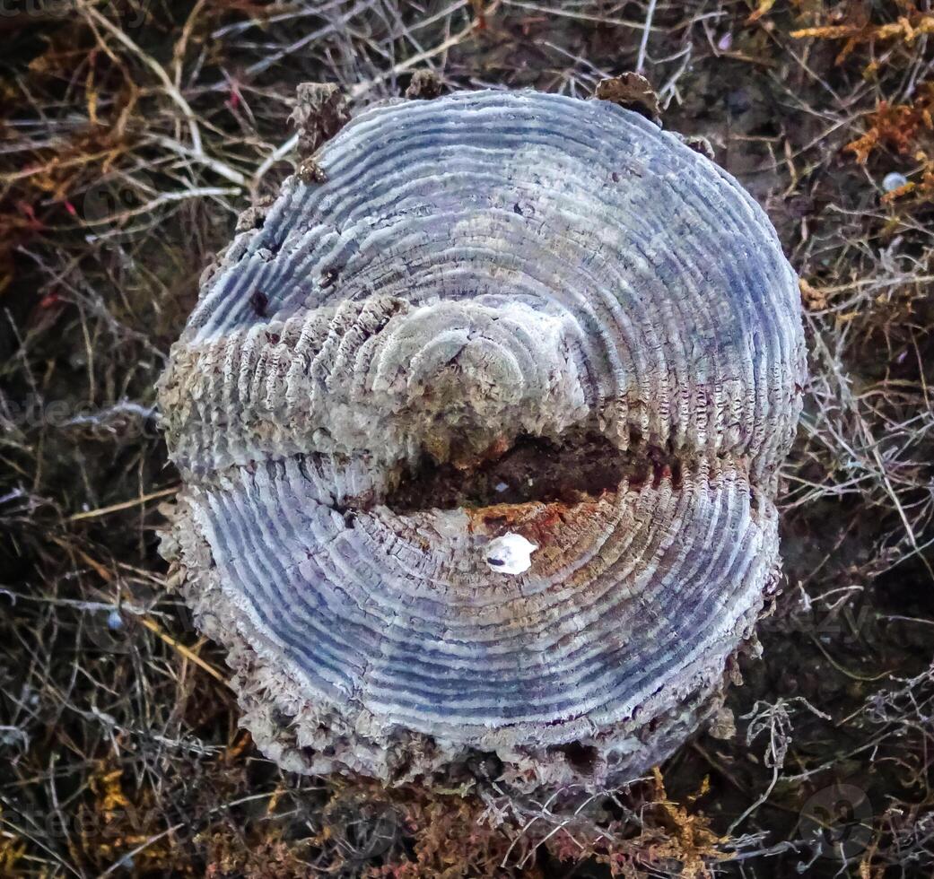 Annual rings on the remains of wooden piles preserved with common salt in the Kuyalnik estuary photo