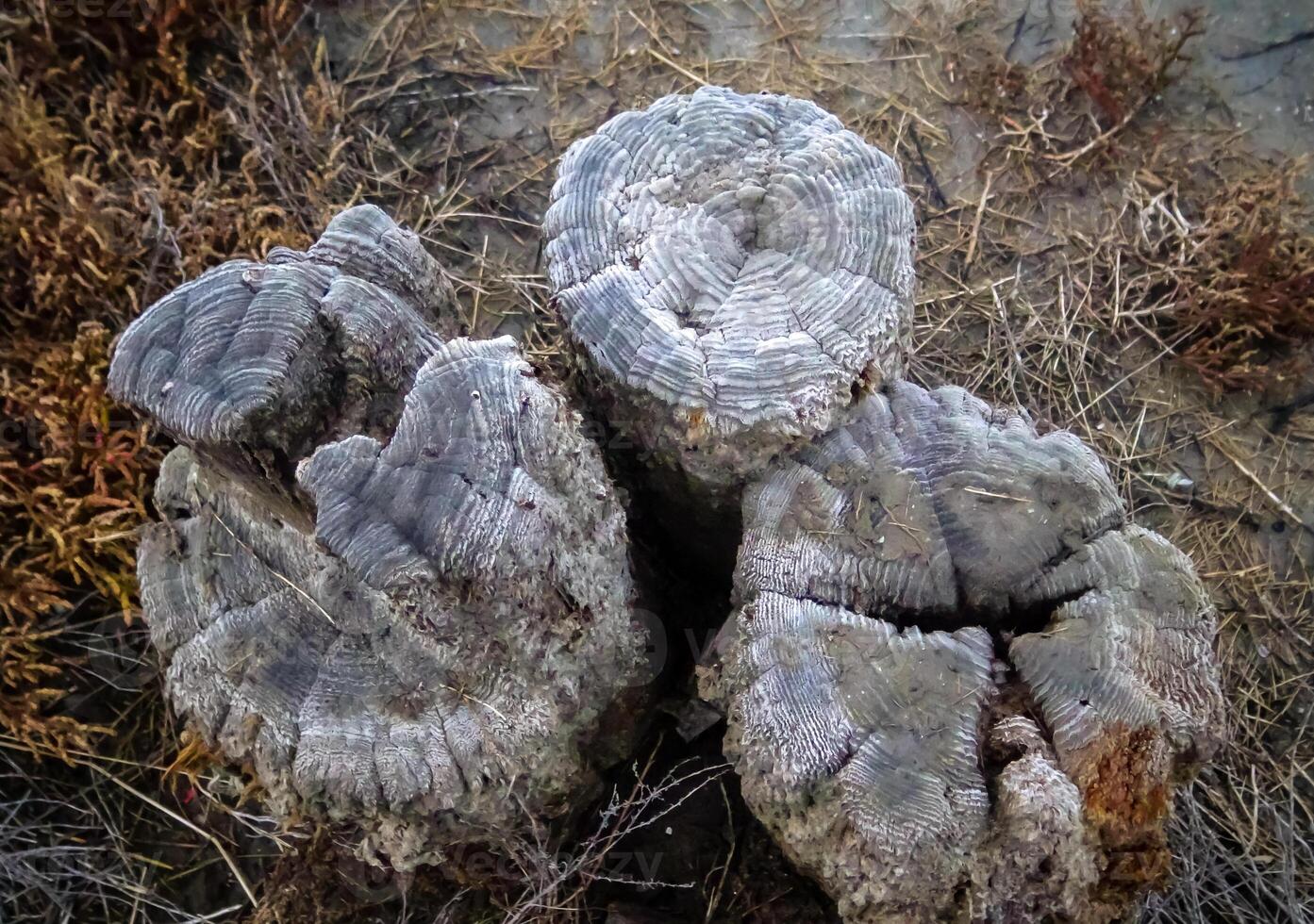 Annual rings on the remains of wooden piles preserved with common salt in the Kuyalnik estuary photo