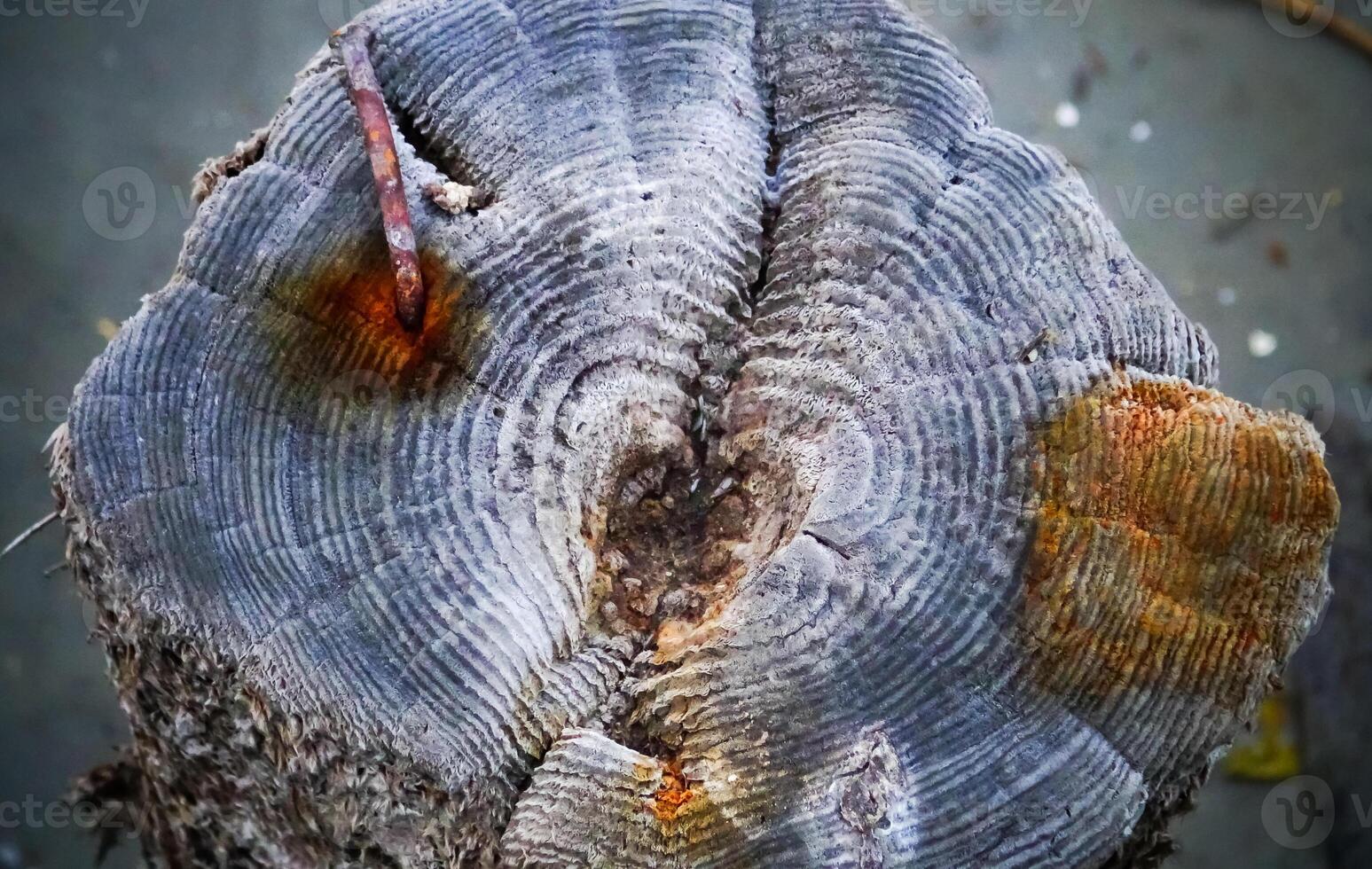 Annual rings on the remains of wooden piles preserved with common salt in the Kuyalnik estuary, where salt was mined in the 18th century photo