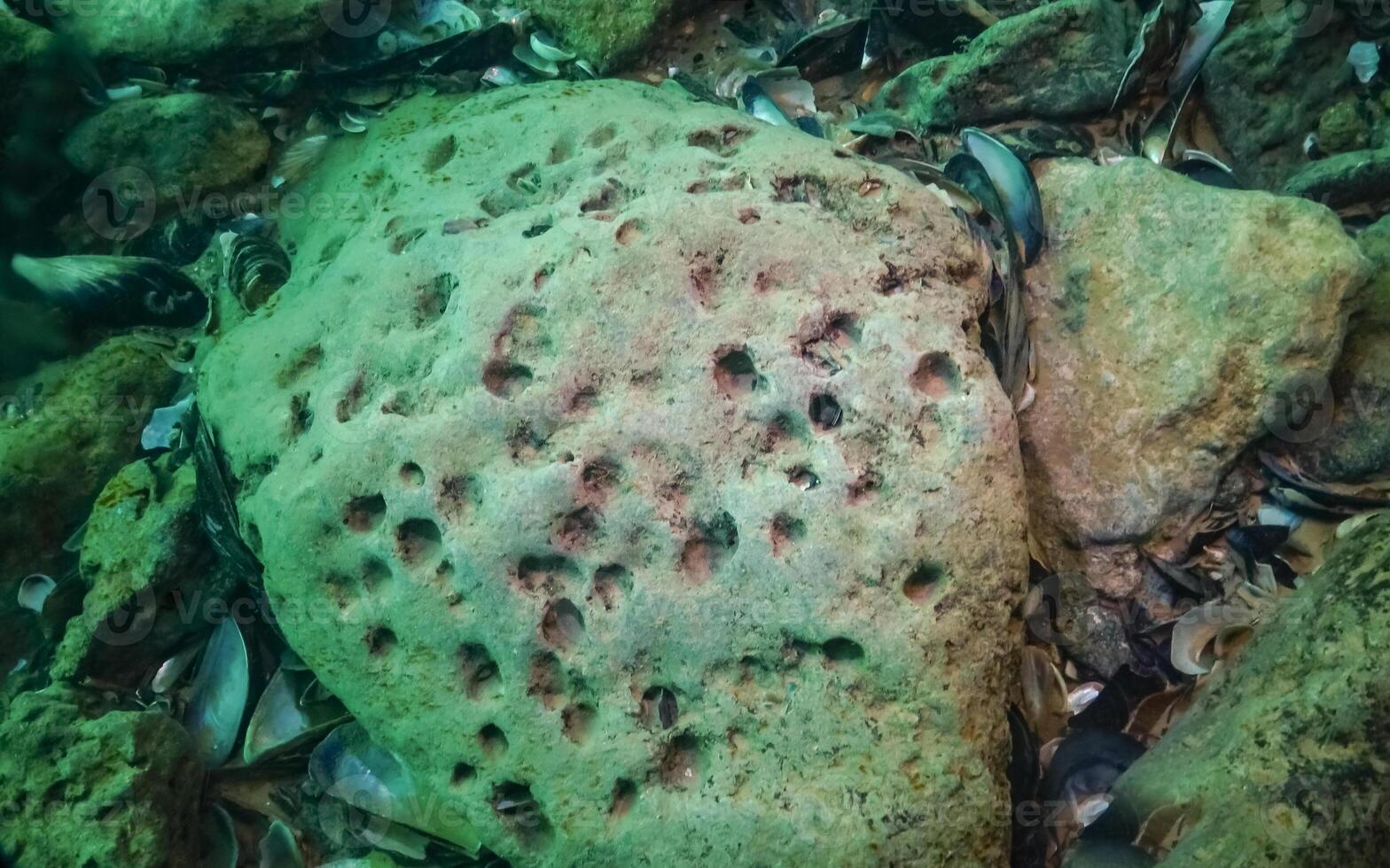 Green meiotic clay of the sea, in which bivalves live White piddock - Barnea candida photo